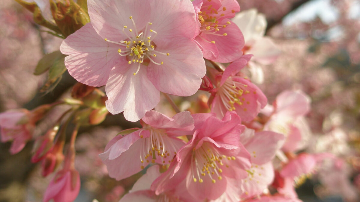 河津桜と大人の隠れ宿「吉祥CAREN」