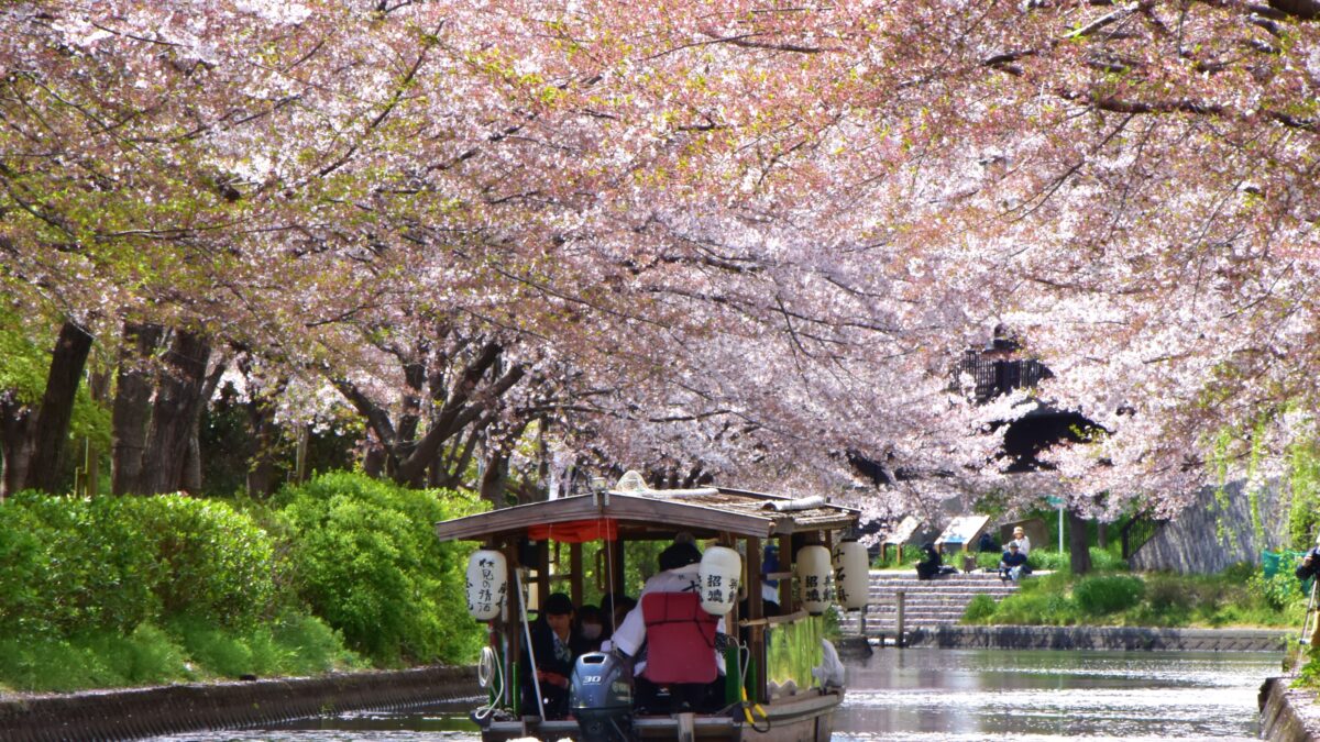 水面に広がる桜絨毯 伏見十石舟