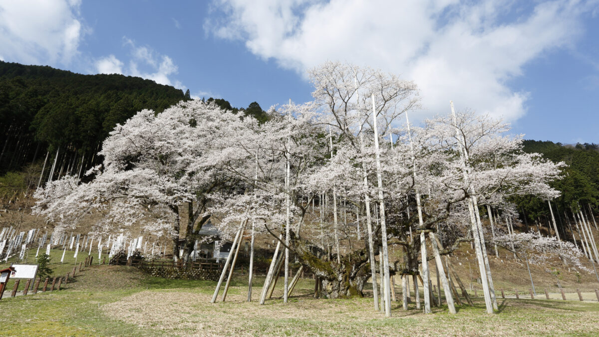 樹齢1500余年を誇る孤高の桜　根尾谷・淡墨桜