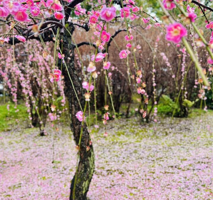 早春の雅　京都しだれ梅めぐり