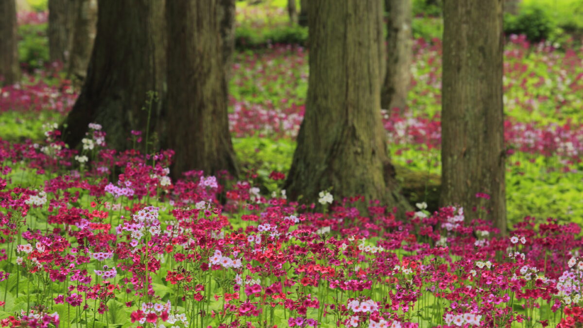 宇津江四十八滝 花の森＆滝めぐり