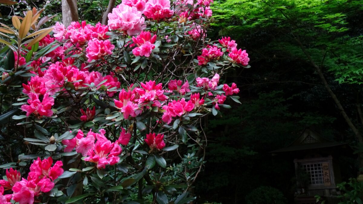 関西花の寺二十五ヶ所霊場めぐり【第9弾】