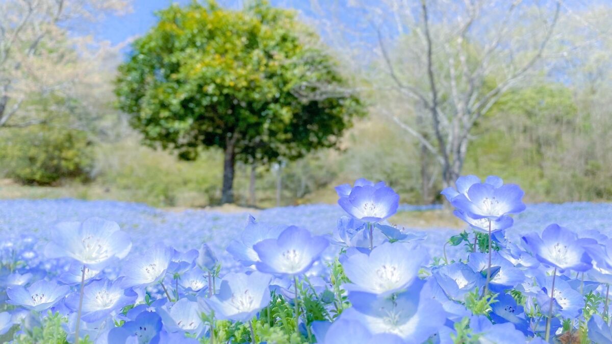 ネモフィラガーデンinぎふワールド・ローズガーデン