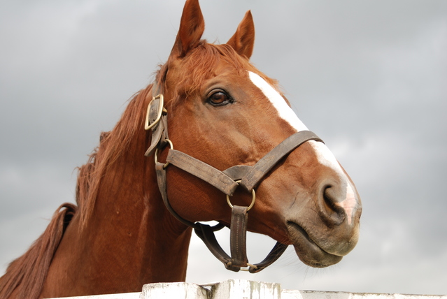 勝運と馬の神様・藤森神社と競馬体験
