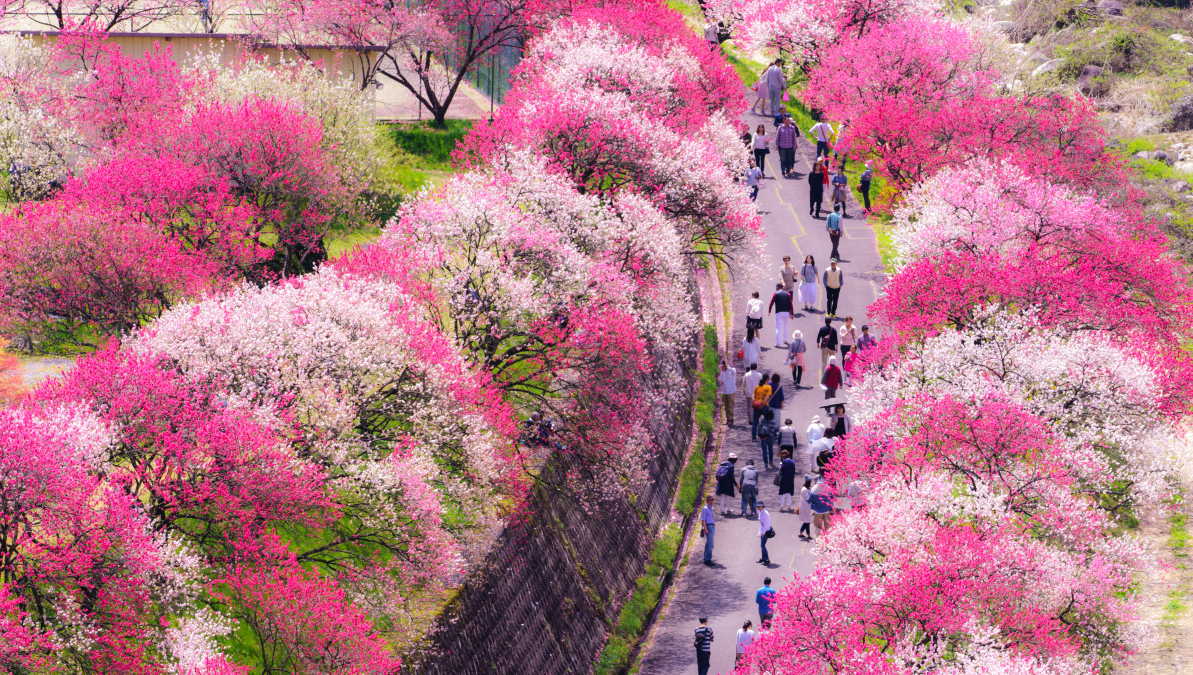 一面の桃色世界♡南信州 花桃の里