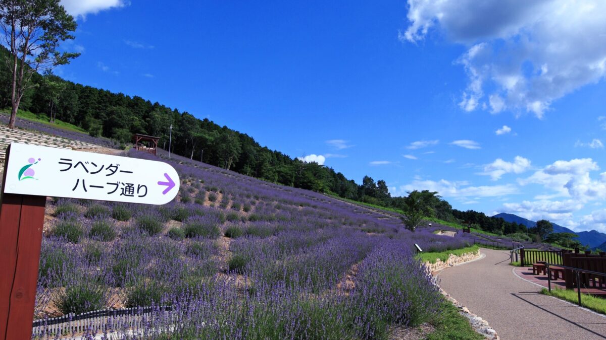 むらさきの風香る丘　ラベンダー多可