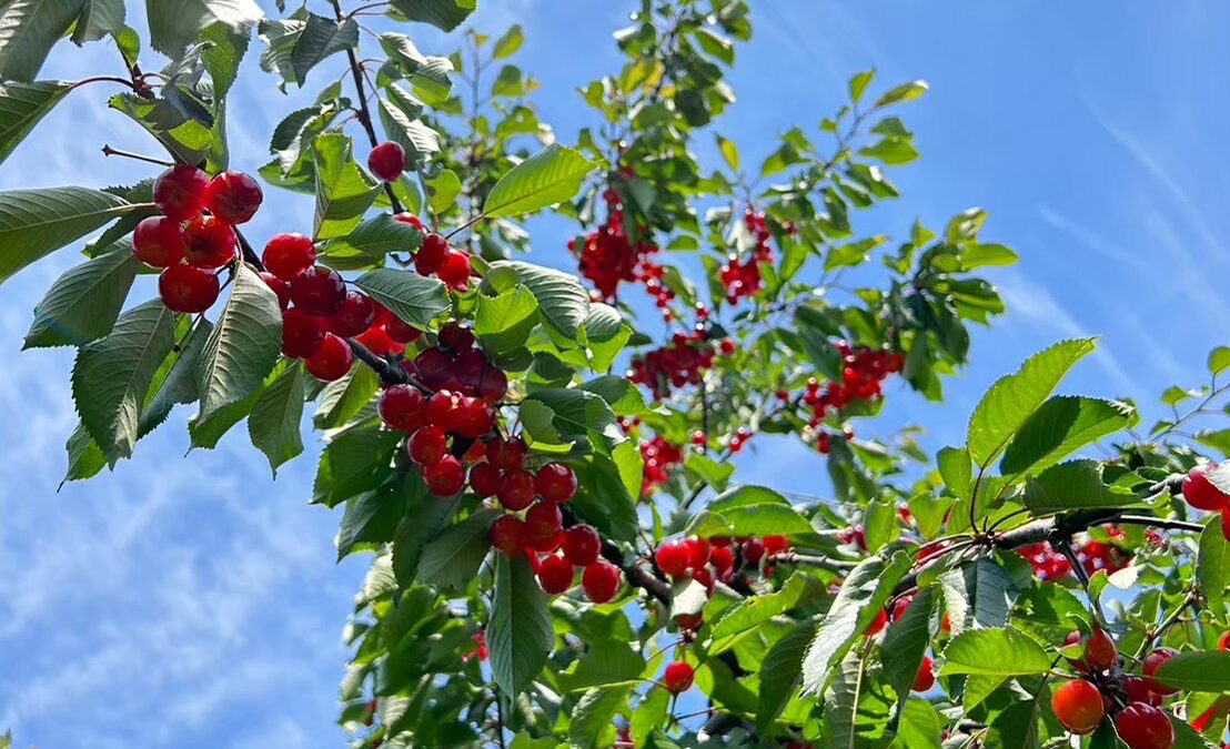 甘酸っぱい初夏の味覚 近江さくらんぼ狩り