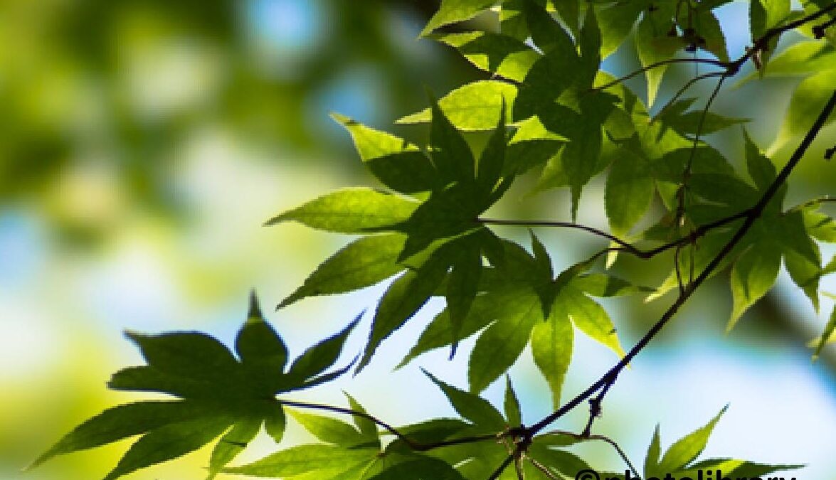 新緑の京都高雄 神護寺と高山寺
