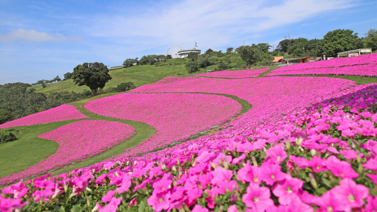 夏の房総半島へ！マザー牧場に咲き誇る「桃色吐息」