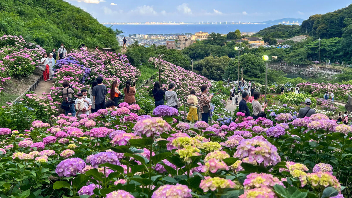 形原温泉あじさいの里と遠州旅
