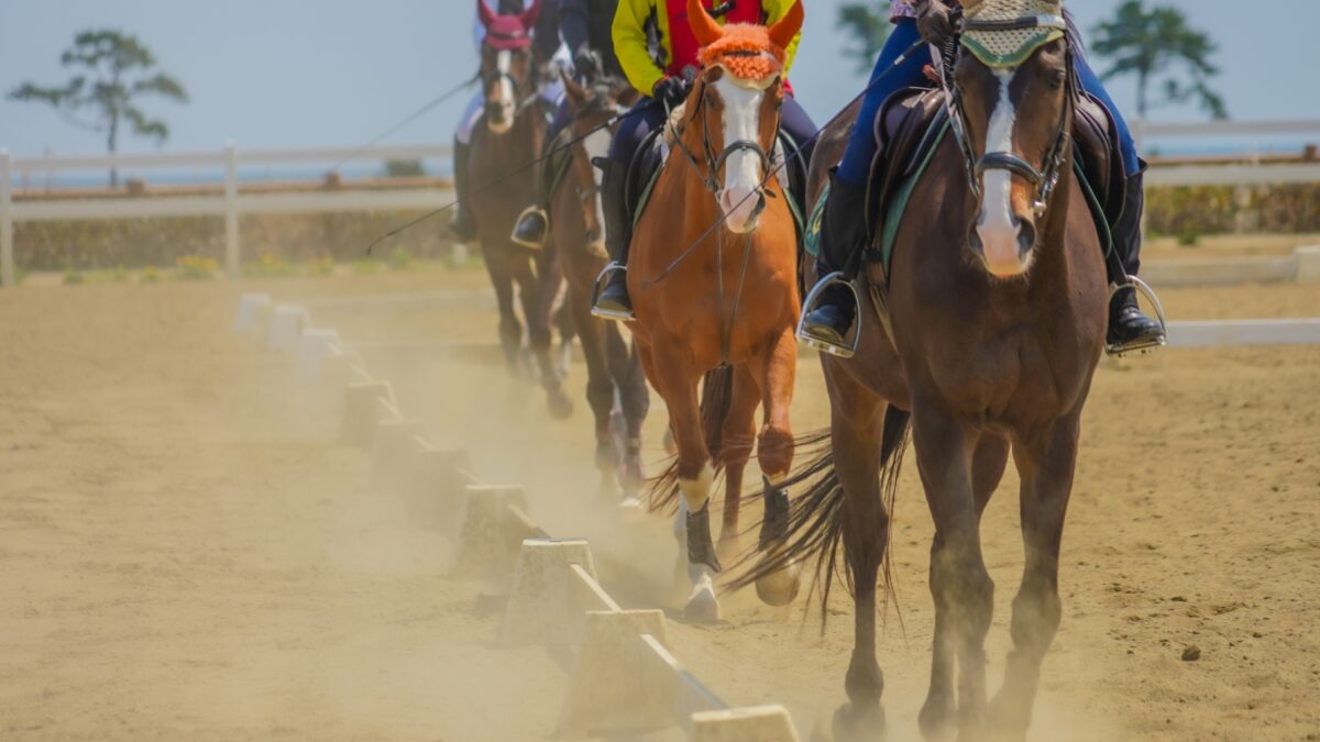 大人の競馬デビューin京都競馬場
